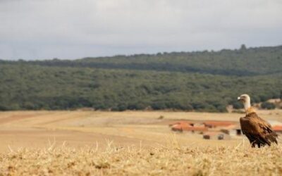 Ruta: Covarrubias – Cuevas – Puentedura